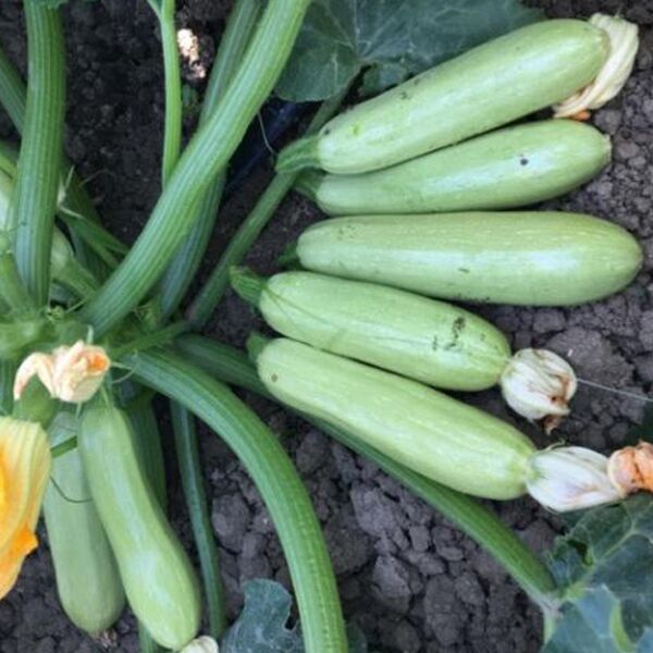 ВАНДА / VANDA - насіння кабачка, Moravoseed