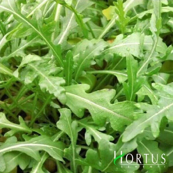 ВАЙЛД РОКЕТ / WILD ROCKET - семена рукколы, Hortus