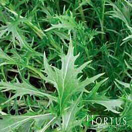 МИЗУНА ЗЕЛЕНАЯ / MIZUNO GREEN - салат от Hortus | Доставка почтой