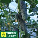 ЛЮТОЯР F1 / LUTOYAR F1 - семена огурца корнишон, Yuksel Tohum