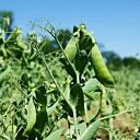 БАЛТРАП — озимый горох, AGRO SEME