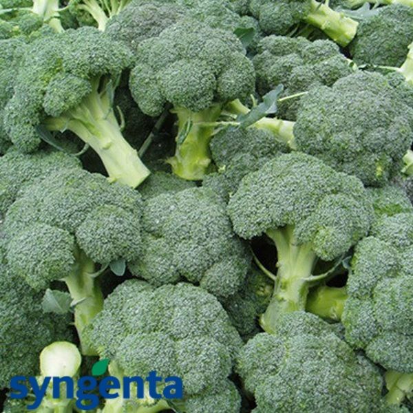 БАТОРИ F1 / BATORY F1 - семена капусты брокколи, Syngenta