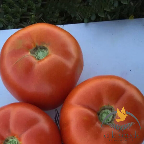 1801 F1 - насіння томата (помідора), Spark Seeds