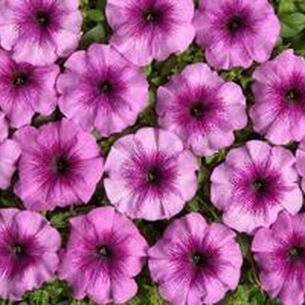ГАЛО ЛАЙТ ПАРПЛ F1 СВІТЛО-ФІОЛЕТОВА З ПРОЖИЛКАМИ — насіння петунії, Cerny