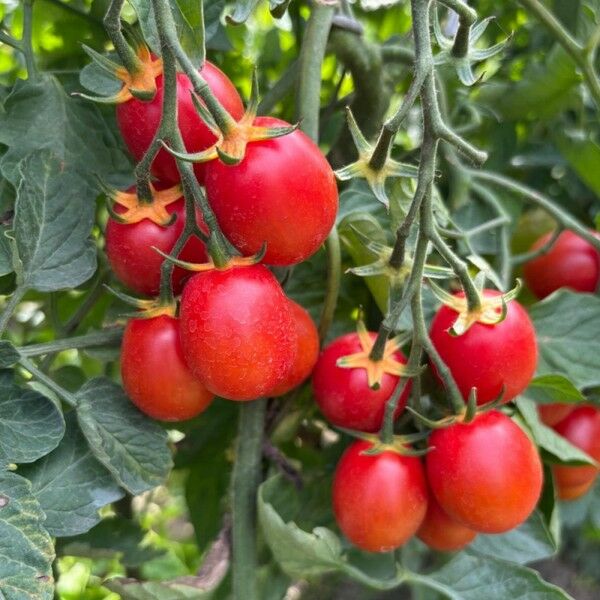 КРЕЙЗІ ЧЕРІ F1 / CRAZY CHERRY F1 — насіння томату, HM.Clause
