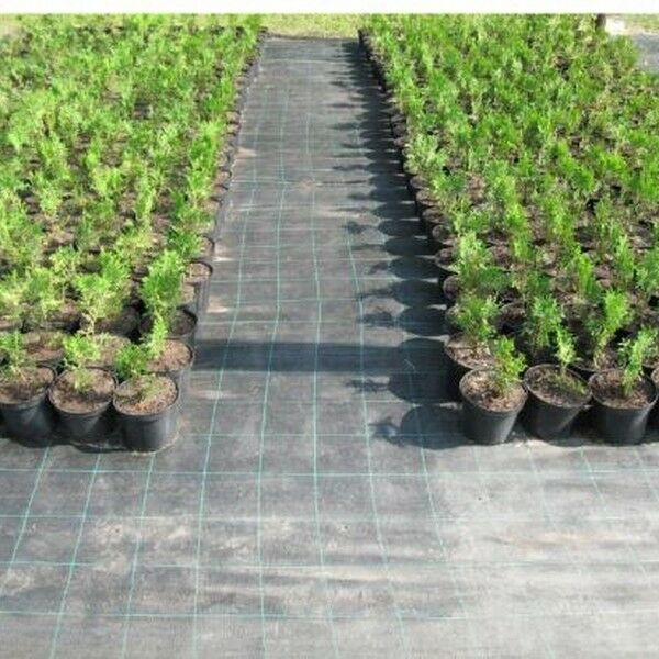 Агроткань (агротекстиль тканый) плотность 100 г/м.кв - черная, PoliAgro