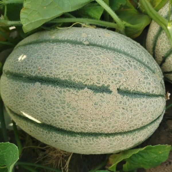 КАРО F1 (ИНХ 1244 F1) / KARO F1 (INX 1244 F1) — семена дыни, INNOVA SEEDS