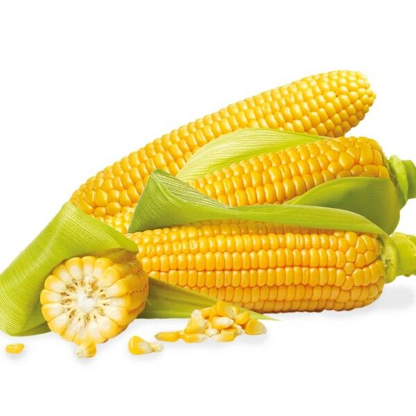 ЗЕАТОН F1 / ZEATON F1 — семена сахарной кукурузы, INNOVA SEEDS