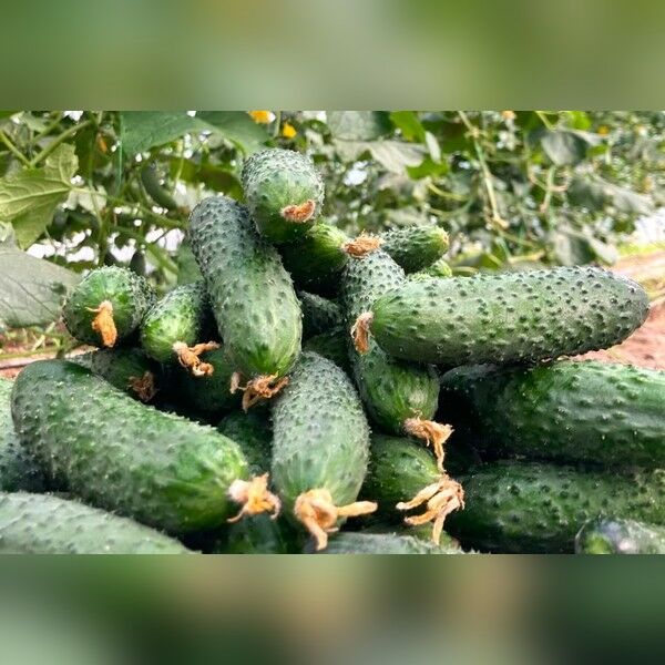 ЕС 22020 F1 / ES 22020 F1 — семена огурца, Ergon Seed