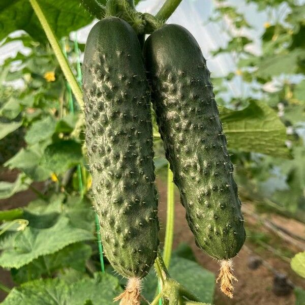 ЕС 22025 F1 / ES 22025 F1 — семена огурца, Ergon Seed