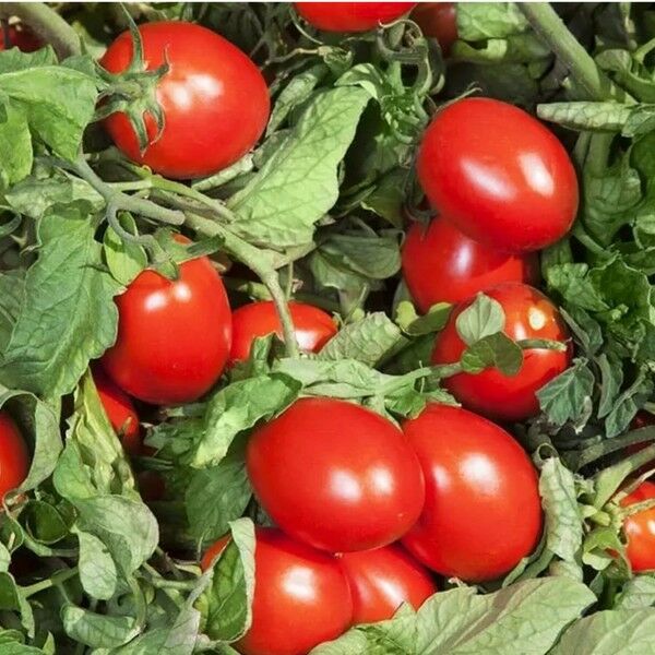КС 520 F1 / KS 520 F1 — насіння томатів (помідорів), Kitano Seeds