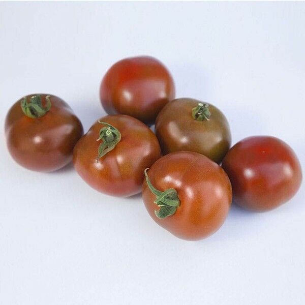 КС 125 F1 / KS 125 F1 — насіння томатів (помідорів), Kitano Seeds