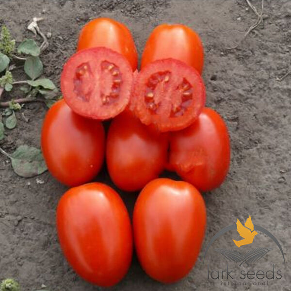 1785 F1 - насіння томата (помідор), Lark Seeds