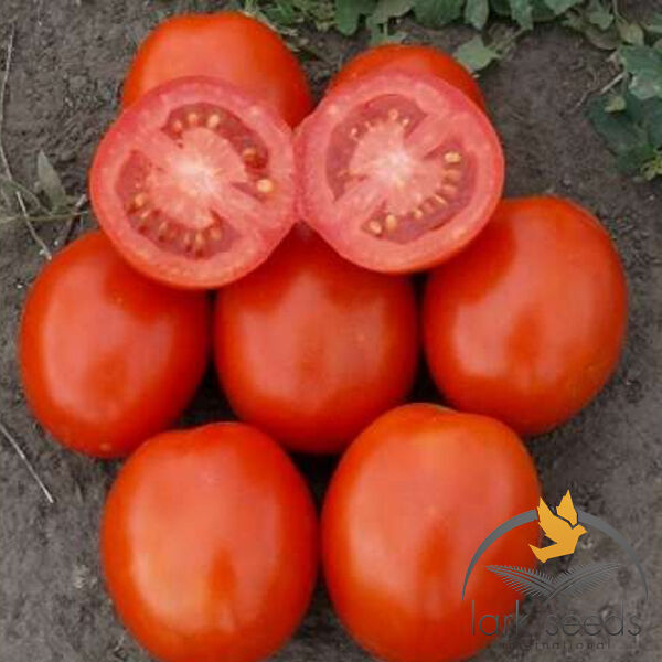1807 F1 - насіння томата (помідора), Spark Seeds