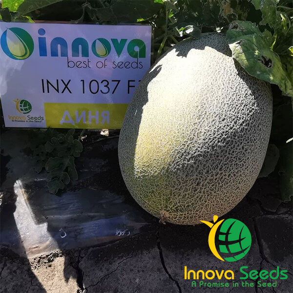 ЕМІ (ІНХ 1037) F1 / INX 1037 F1 - насіння дині, INNOVA SEEDS