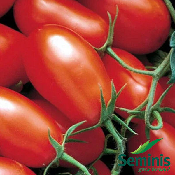 ХАЙПИЛ 108 F1 / HYPEEL 108 F1 - семена томата (помидора), Seminis