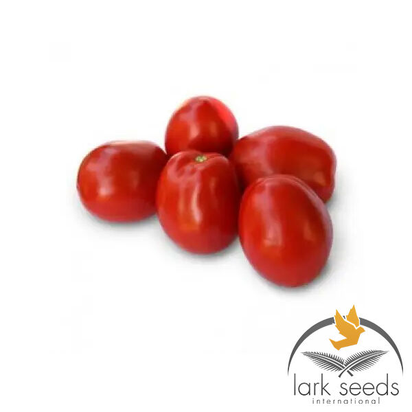 1311 F1 - насіння томата (помідора), Spark Seeds