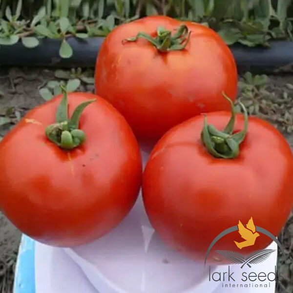 1504 F1 - насіння томата (помідора), Spark Seeds