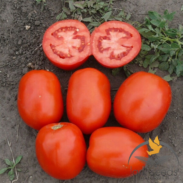 1510 F1 - насіння томата (помідора), Spark Seeds