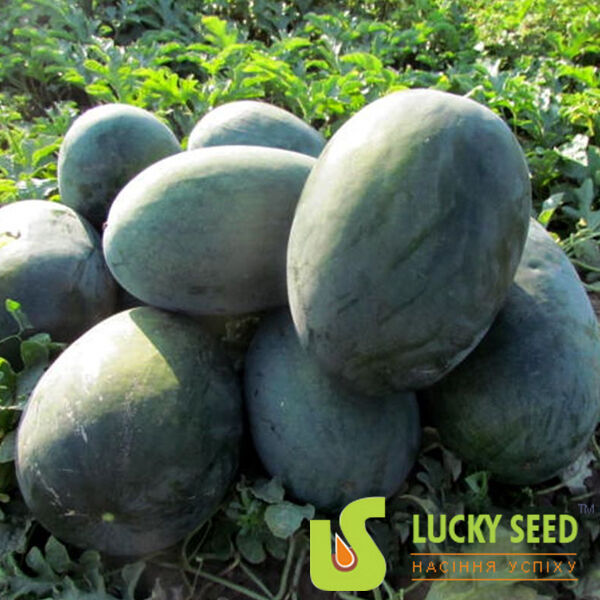 LS 1802 F1 - семена арбуза, Lucky Seed