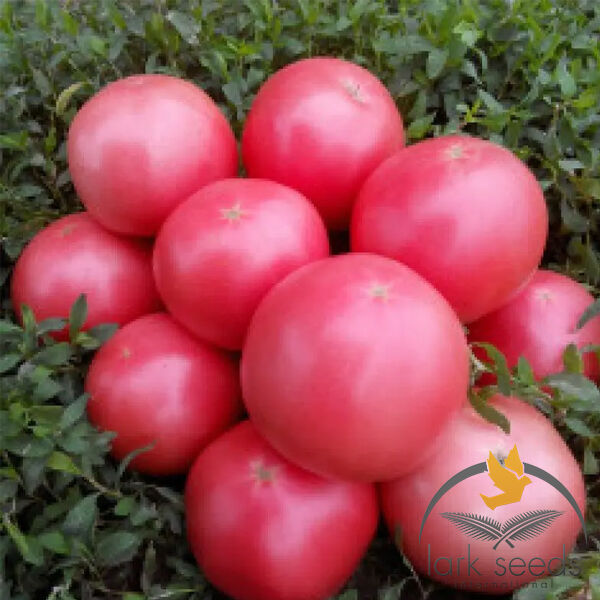 1804 F1 - семена томата (помидора), Spark Seeds