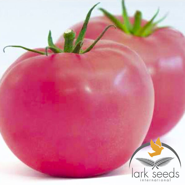 1810 F1 - насіння томата (помідора), Spark Seeds