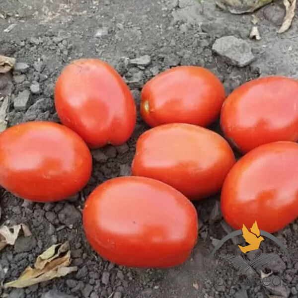 2053 F1 - насіння томата (помідора), Spark Seeds
