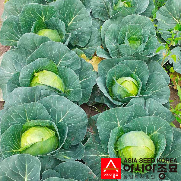 ПЛ 6126 F1 / PL 6126 F1 - семена белокачанной капусты, Asia Seed