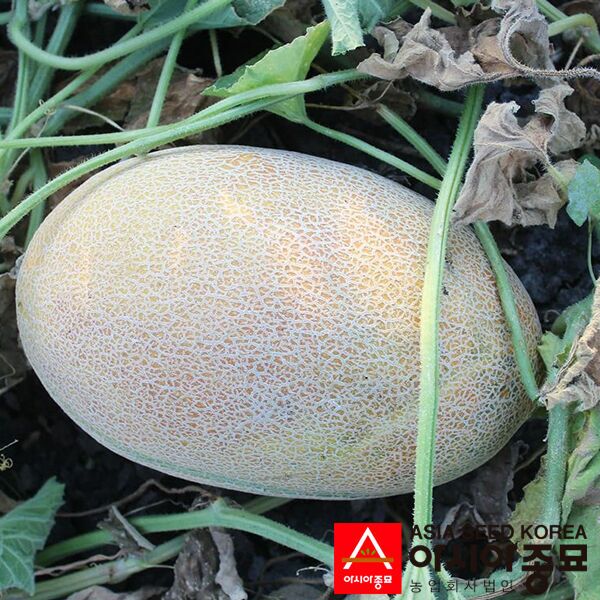 ДЕЙЗИ (ПЛ 6310 F1) / PL 6310 F1 - семена дыни, Asia Seed