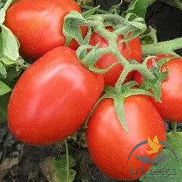 8504 F1 - насіння томата (помідора), Spark Seeds