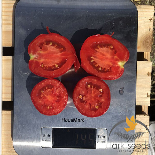 9969 F1 - насіння томата (помідора), Spark Seeds