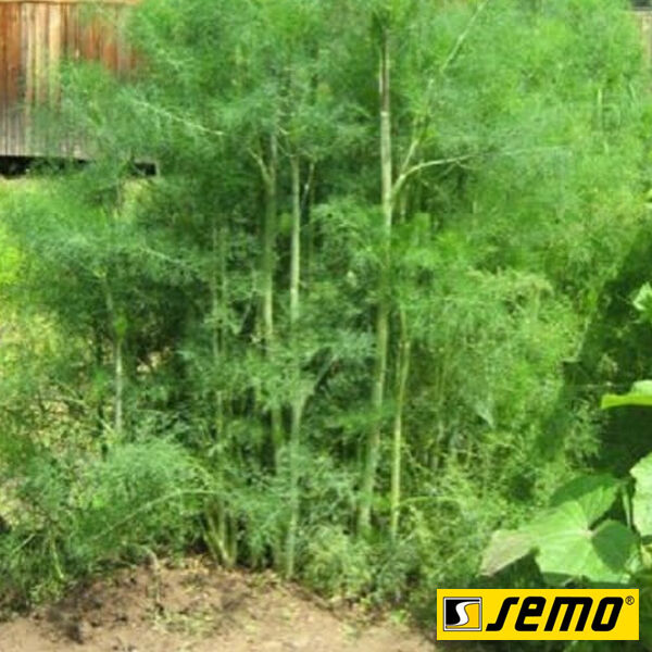 АМАЗОН / AMAZON - насіння кропу, Semo