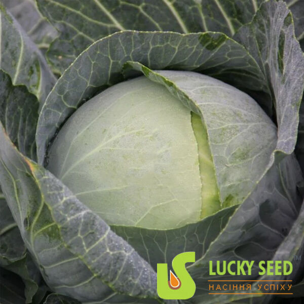 АРТЕК F1 / ARTEK F1 - насіння білоголової капусти, Lucky Seed