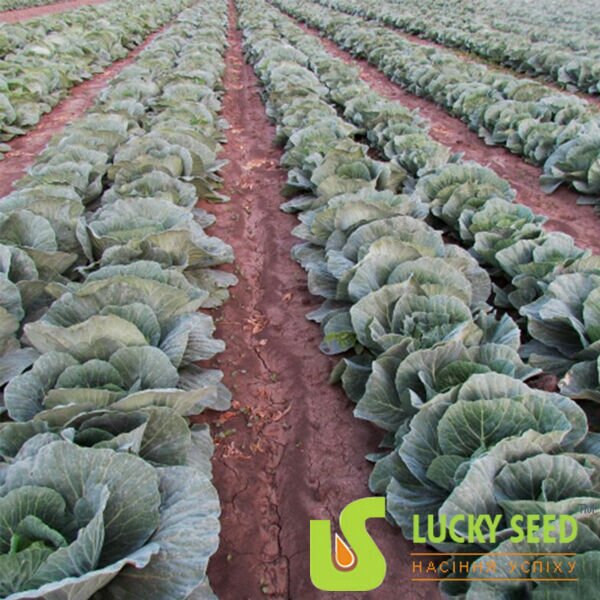 АСКАНІЯ F1 / ASKANIA F1 - насіння білоголової капусти, Lucky Seed