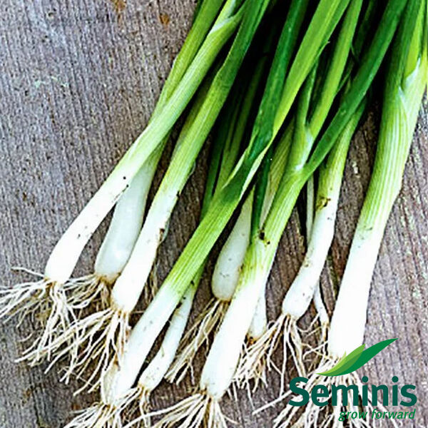 БАЙЯ ВЕРДЕ F1 / BAJA VERDE F1 - семена лука, Seminis