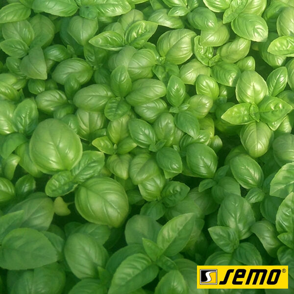 ДАРК ГРИН / DARK GREEN - семена базилика, Semo
