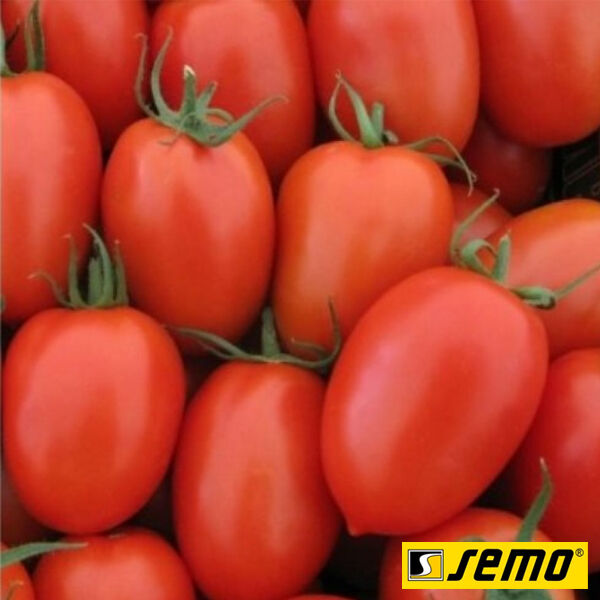 ДЕНАР / DENAR - семена томата (помидора), Semo