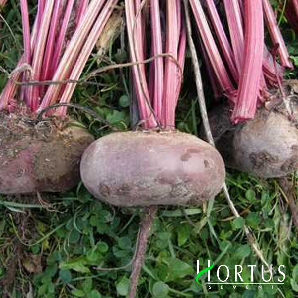ЕГИПОС / EGIPOS - семена столовой свеклы, Hortus
