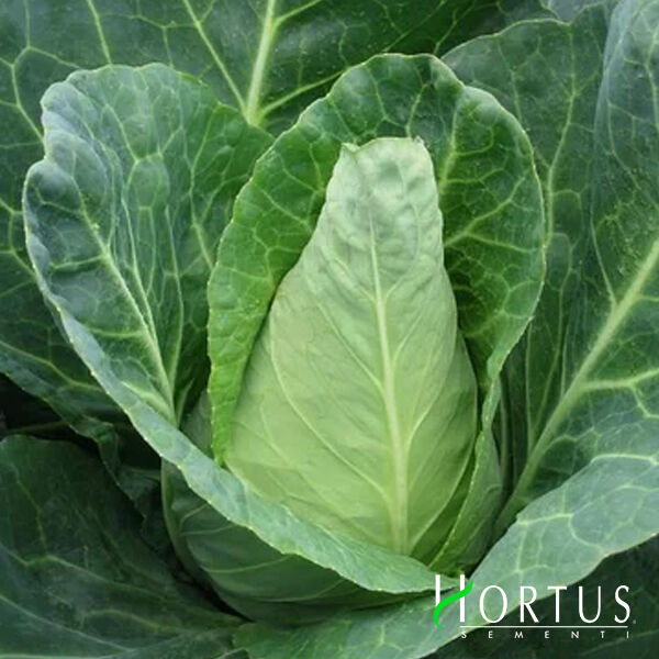ЭКСПРЕСС / EKSPRESS - семена белокачанной капусты, Hortus