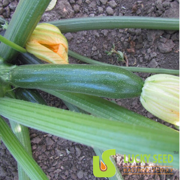 LS 1890 F1 - темно-зеленый цуккини, Lucky Seed