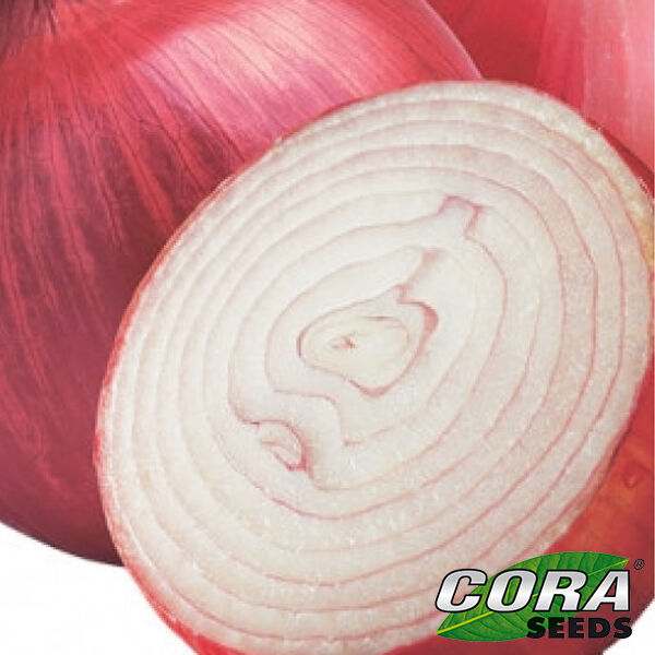 ФИАММА F1 / FIAMMA F1 - семена лука, Cora Seeds