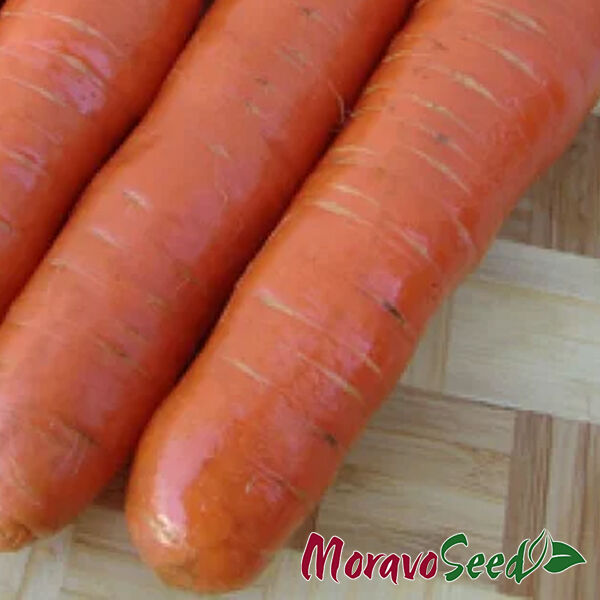 КОРТИНА F1 / KORTINA F1 - семена моркови, Moravoseed
