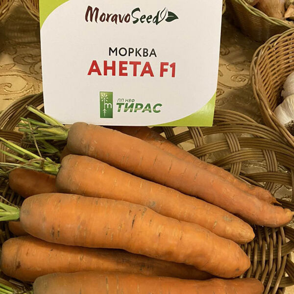 АНЕТА F1 / ANETA F1 - насіння моркви, Moravoseed
