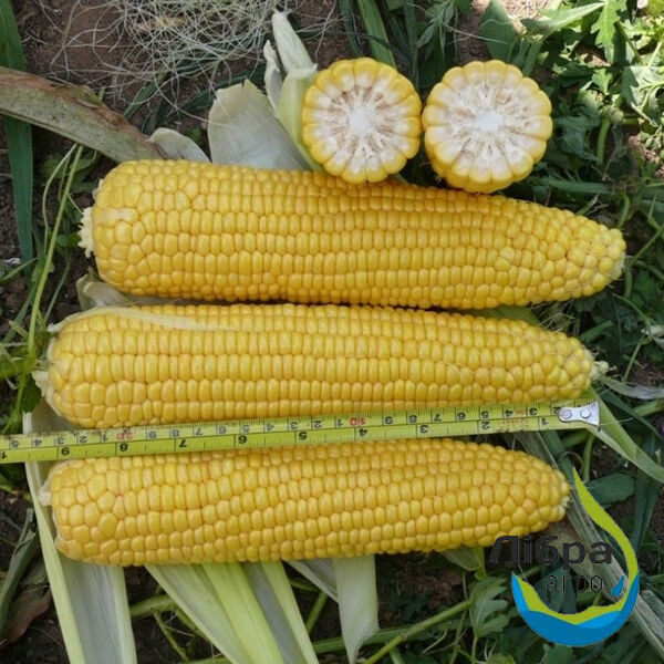 ДЮРЕН F1 / DUREN F1 - насіння цукрової кукурудзи, LibraSeeds
