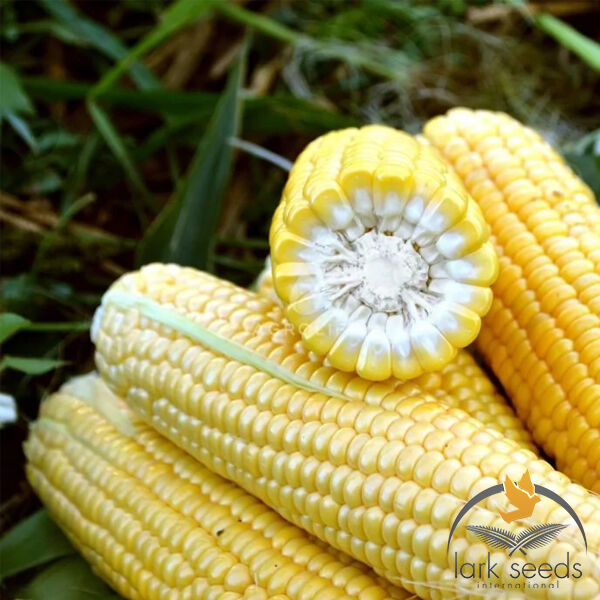 ФОРВАРД (1709) F1 / FORVARD F1 - насіння цукрової кукурудзи, Spark Seeds