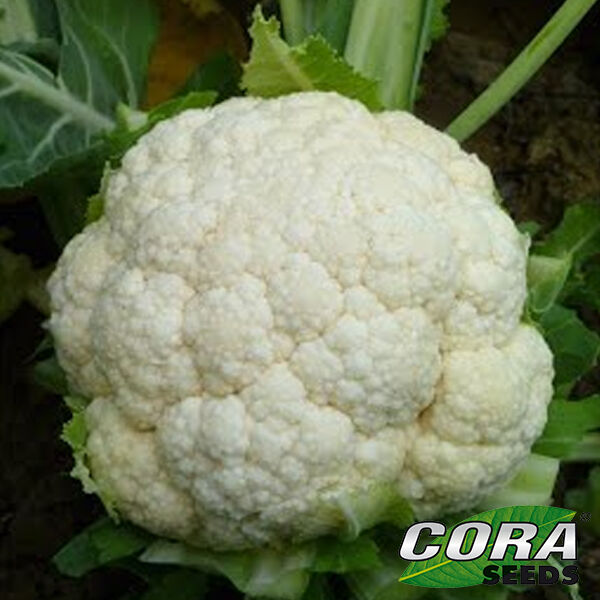 ФУЛМАЙН (ЦРХ 13949) F1 / FULMINE (CRX 13949) F1 - семена цветной капусты, Cora Seeds