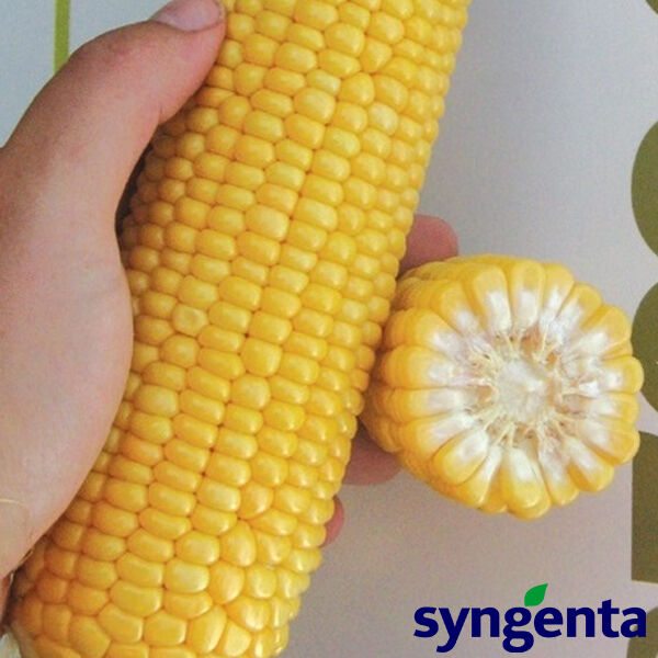 GSS8529 F1 / GSS8529 F1 - семена сахарной кукурузы, Syngenta