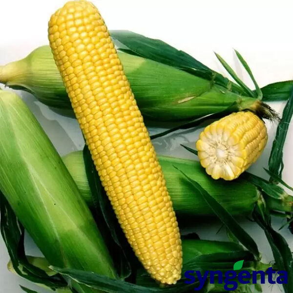 ХАЙГЛОУ F1 / HIGHLO F1 - насіння цукрової кукурудзи, Syngenta