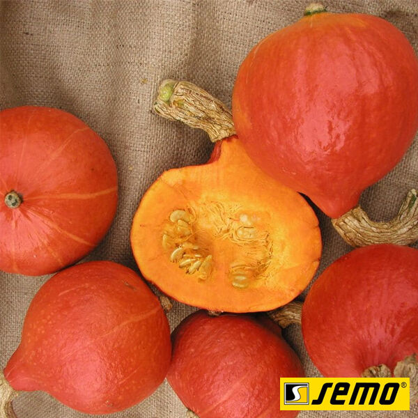 ХАКАЙДО ОРАНЖЕВЫЙ / HOKKAIDO ORANGE - семена тыквы, Semo