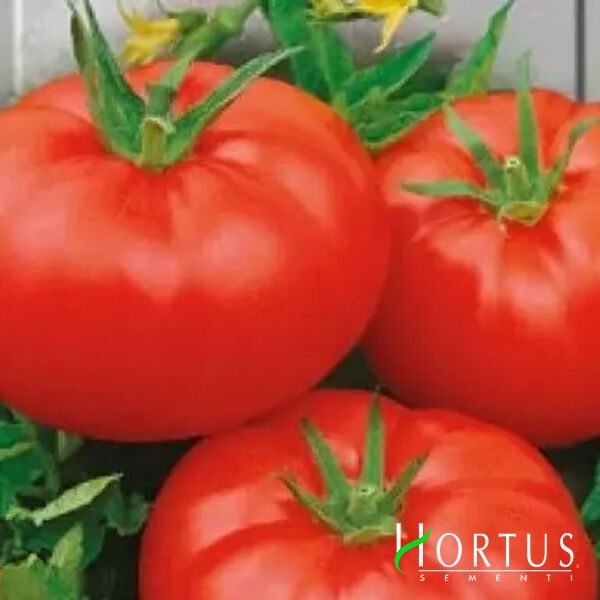 ХОМСТЕД / HOMSTED - насіння томата (помідора), Hortus